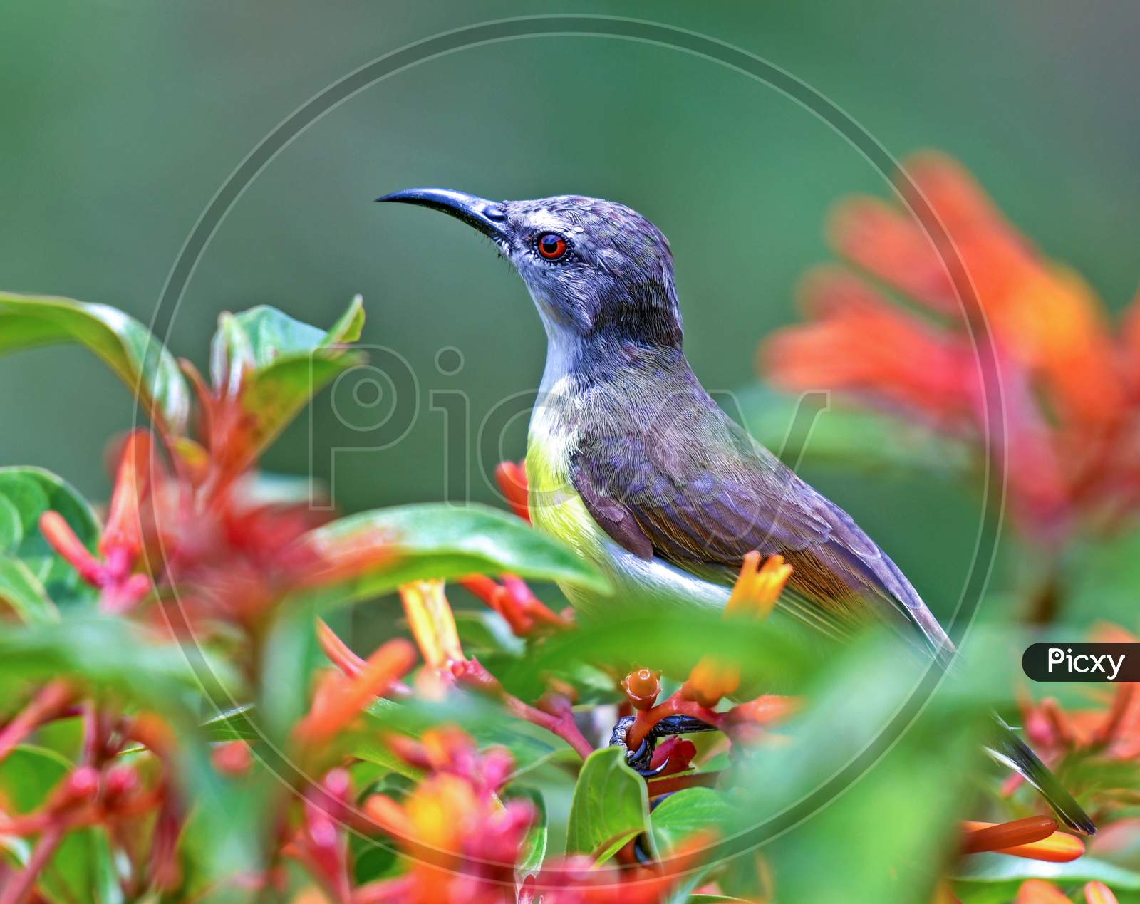 Very Colorful Shining Humming Bird Perched On A Flower Plant.