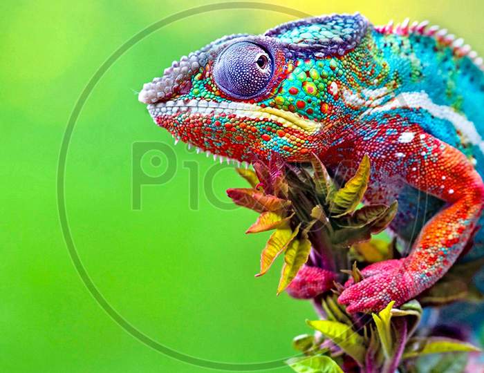 Colourful chameleon