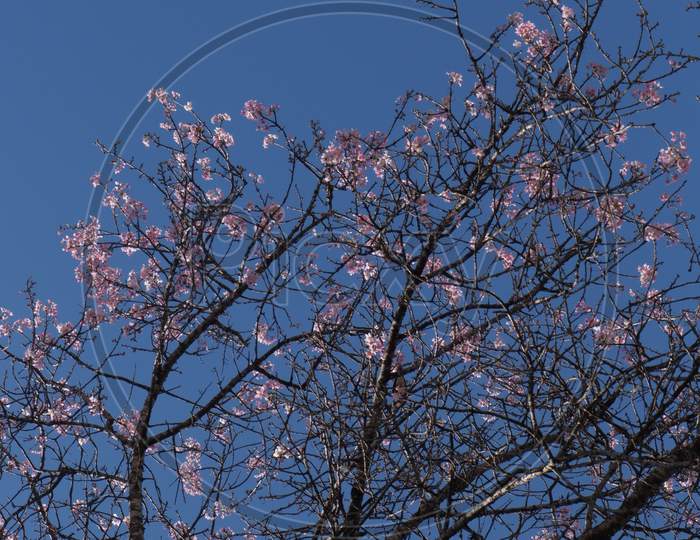 V. Cherry Blossom Tree