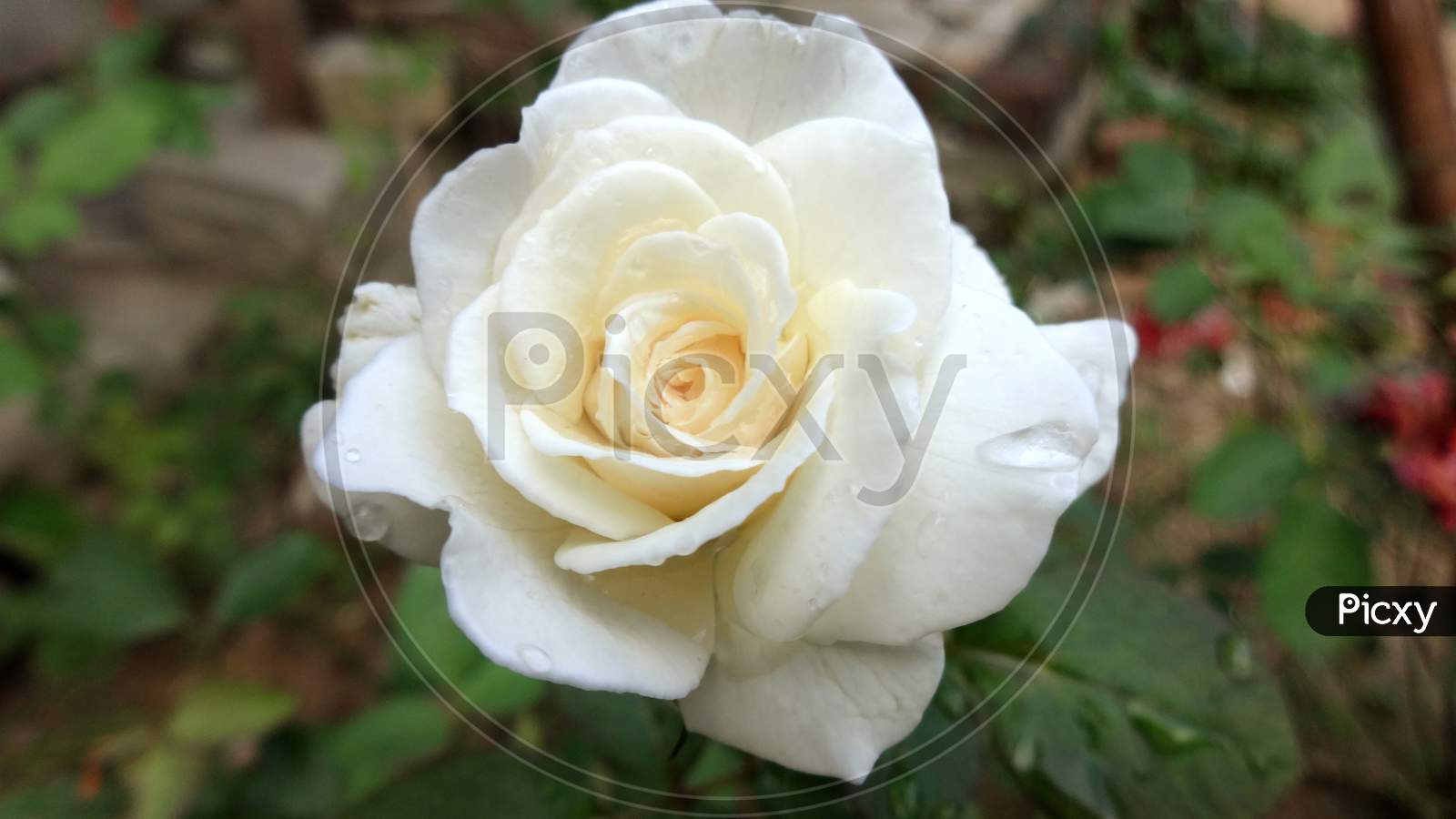 White rose flower Closeup shot