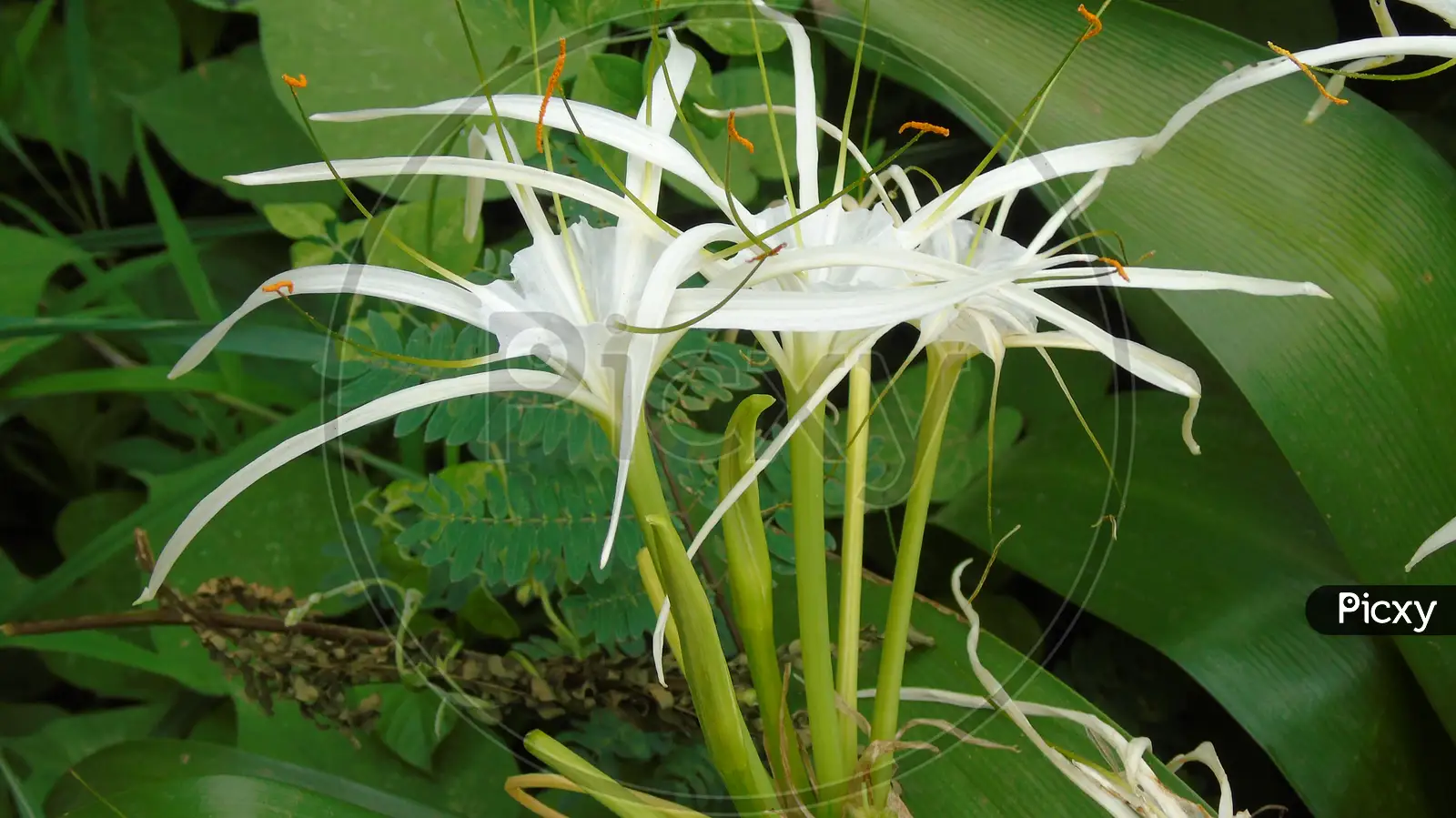 Image of cute Lilly flower on green plant-BP695253-Picxy