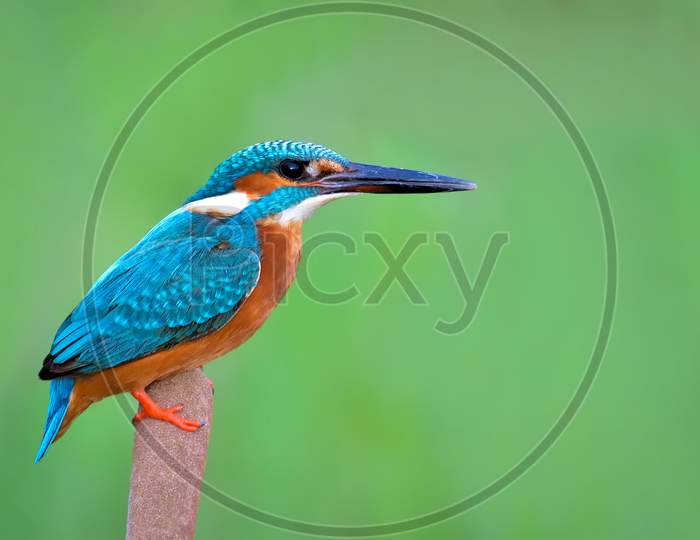Common Kingfisher Sitting On Reed