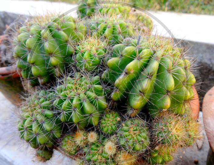 Green cactus terrestrial plant closeup photography
