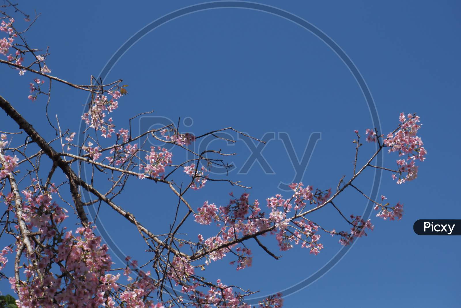 VI. Cherry Blossom Tree