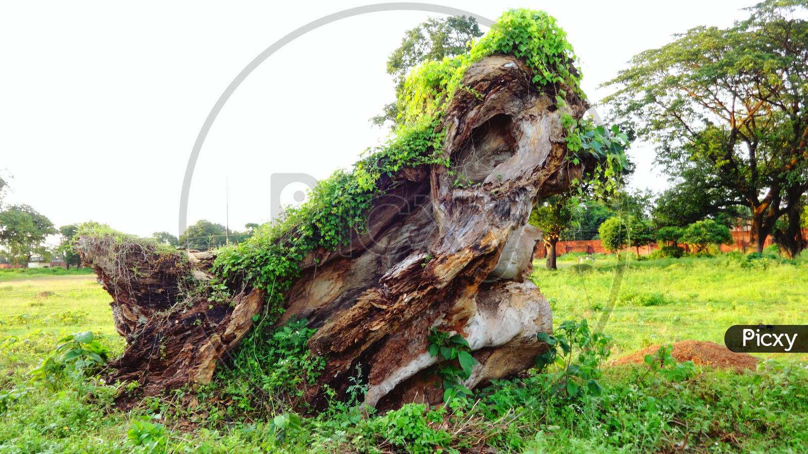 Beautiful natural wood trunk with green plant closeup photography