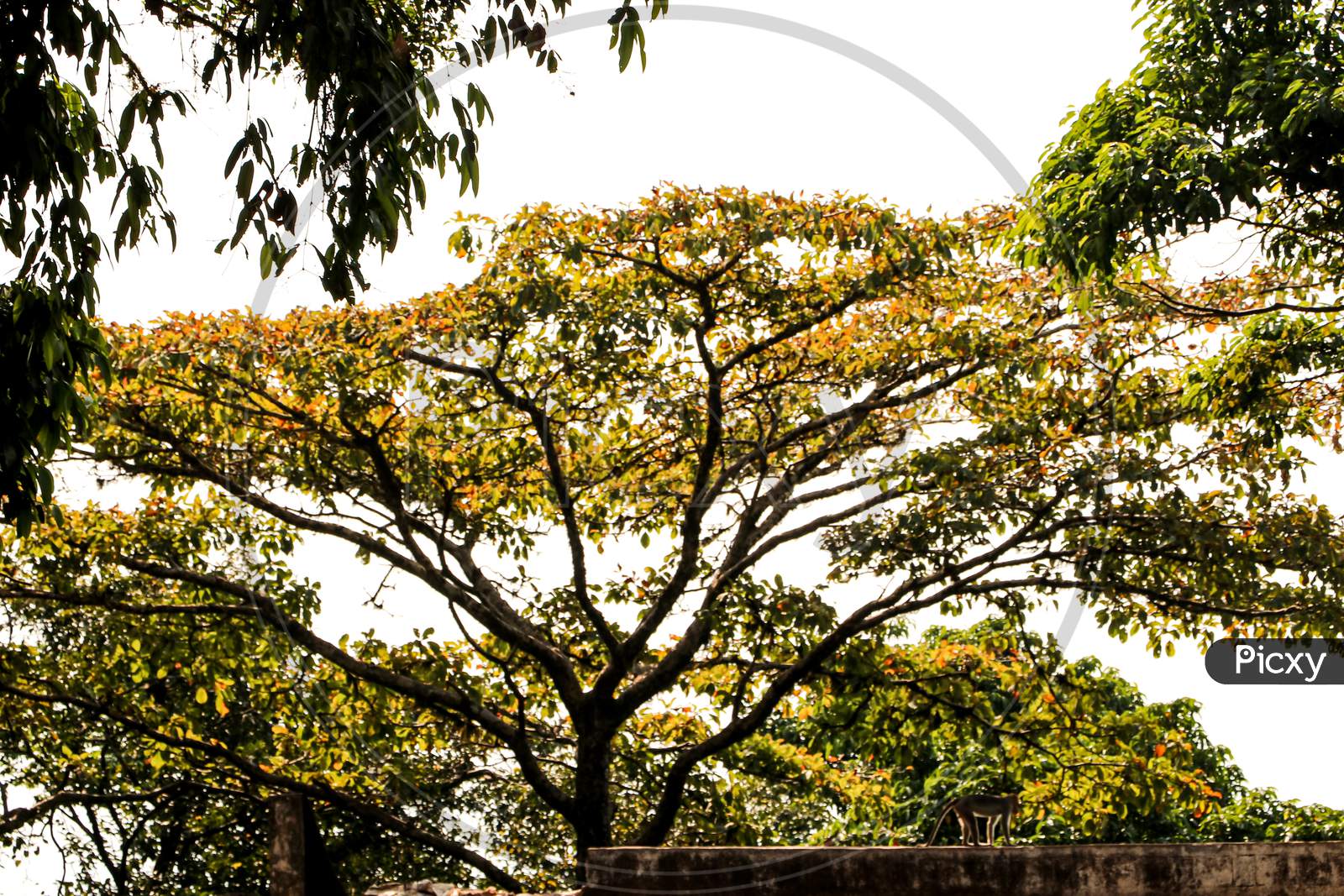 Tree with yellow leaf