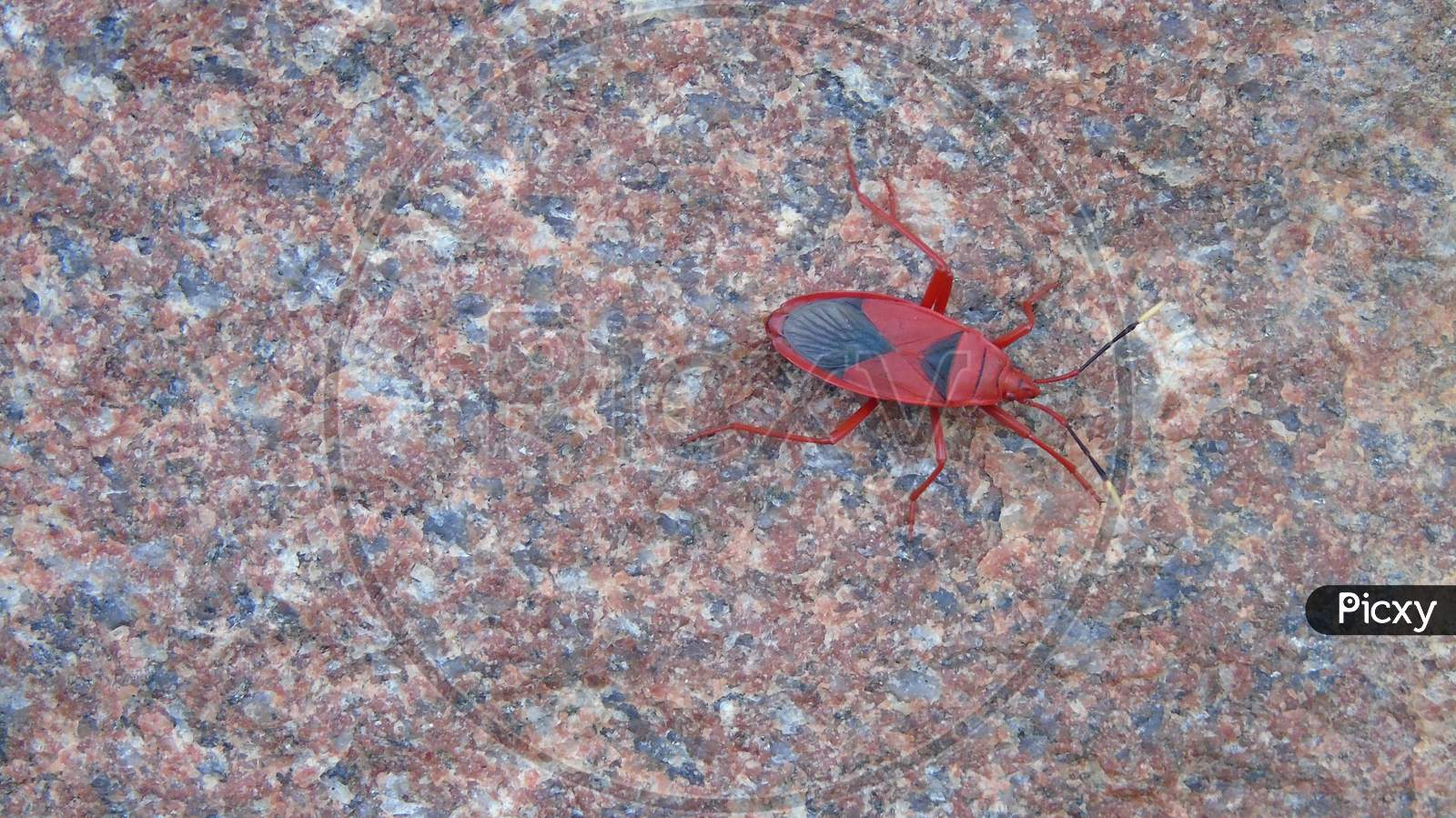 red insect on fencing stone