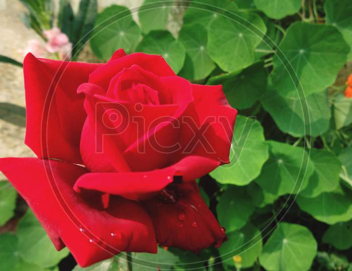 Deep Rose  Petal closeup Photography