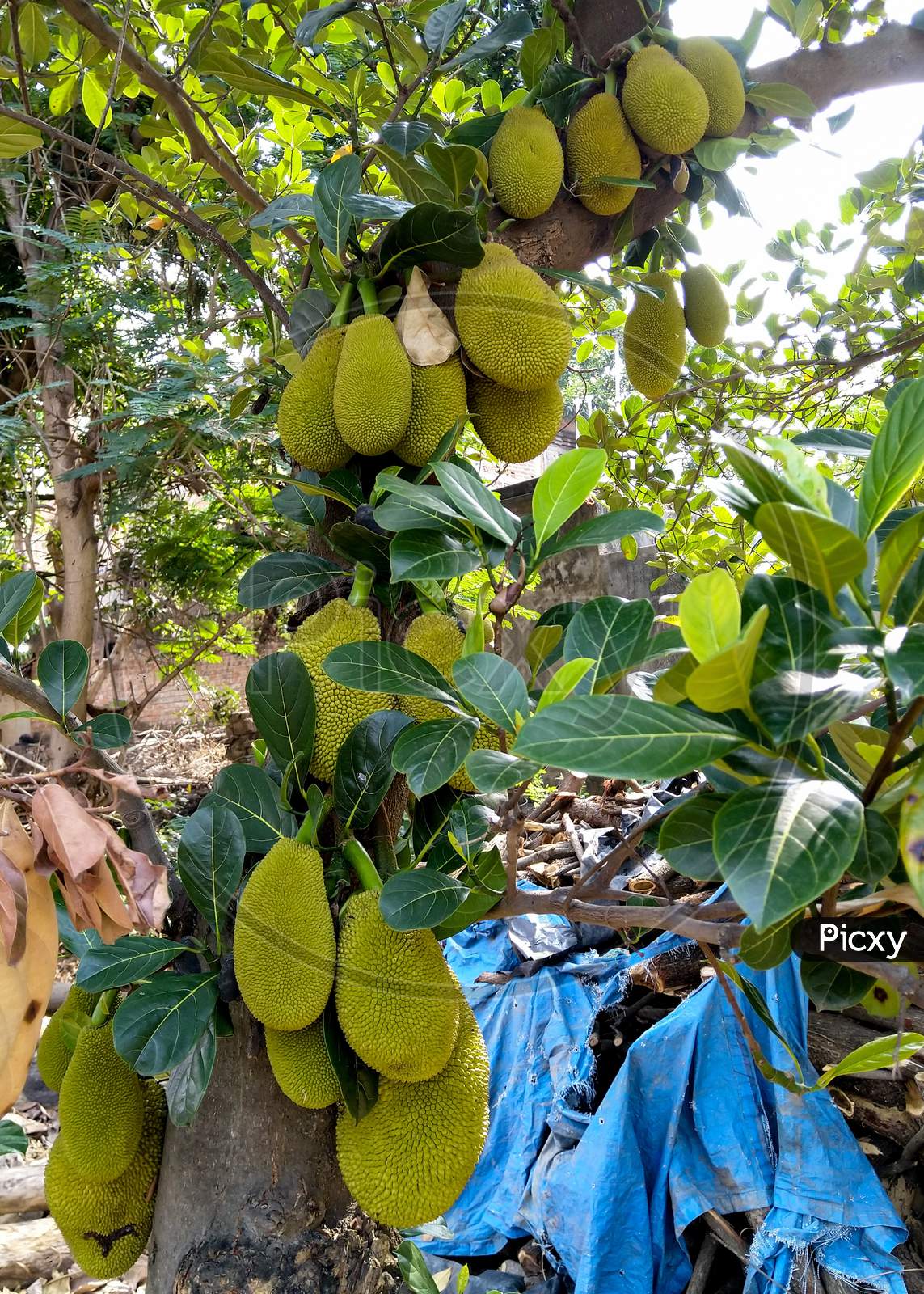 Jackfruit Hanging From Tree