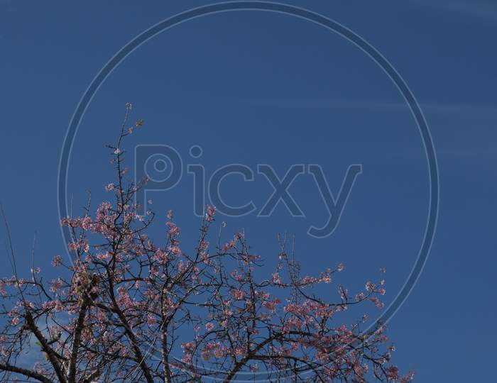 IV. Cherry Blossom Tree