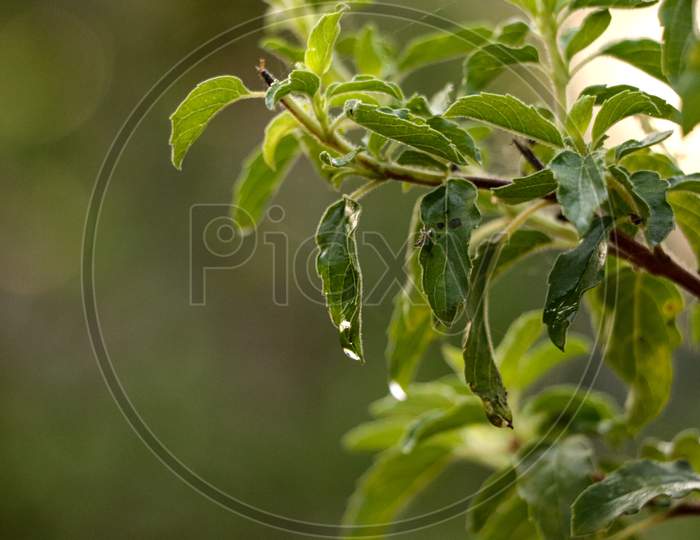 Tulsi leaf