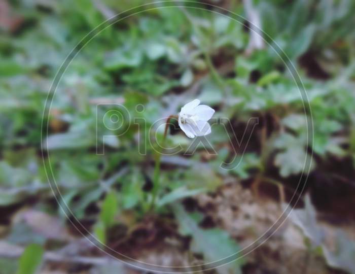 Beautiful closeup tiny white flower macro photography