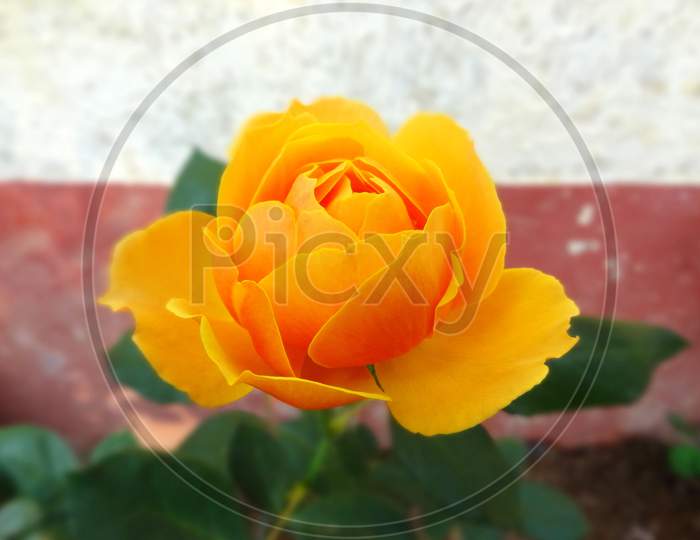 Beautiful closeup yellow Rose flower photography