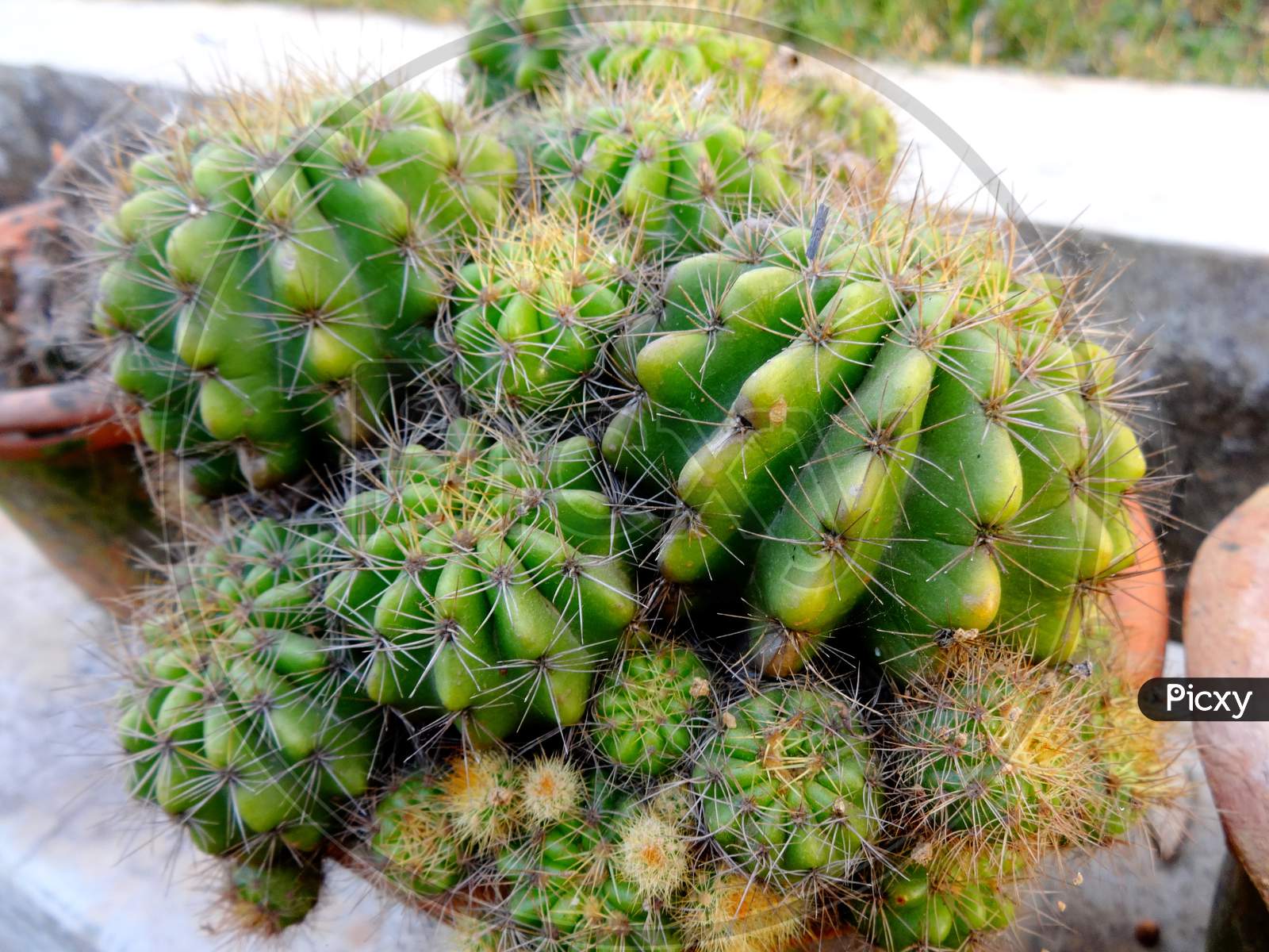 Green cactus terrestrial plant closeup photography