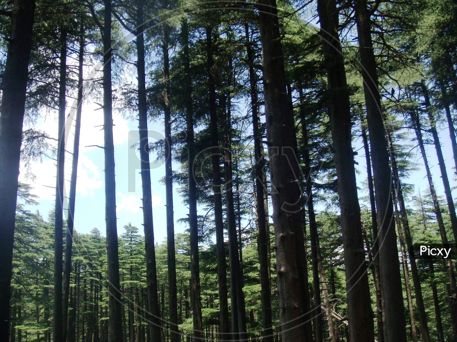 view of trees in a forest in the hills of Patnitop
