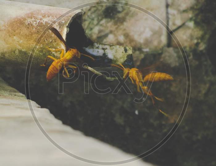 insects drinking water