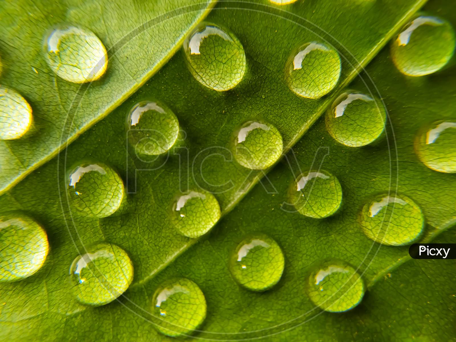 Water drops on bright green  background