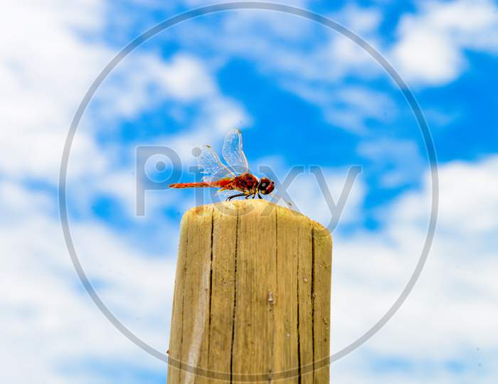 Dragon Fly In The Blue Sky .