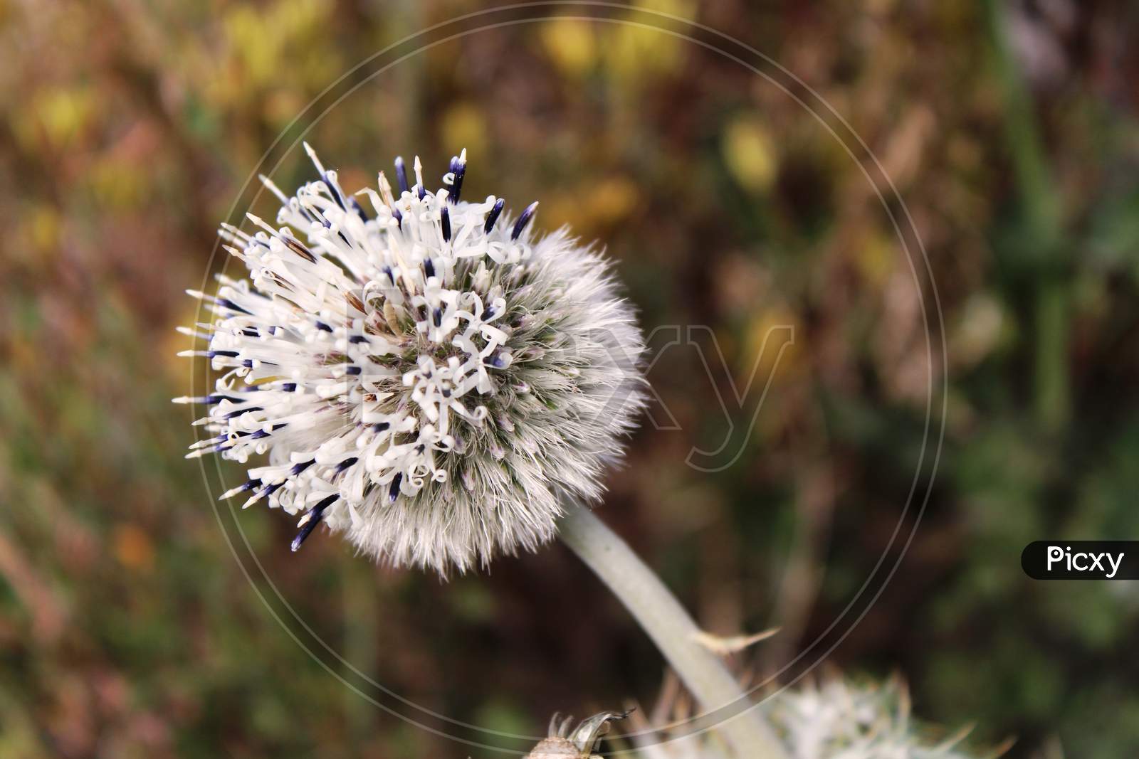 closeup of a beautiful dandelion