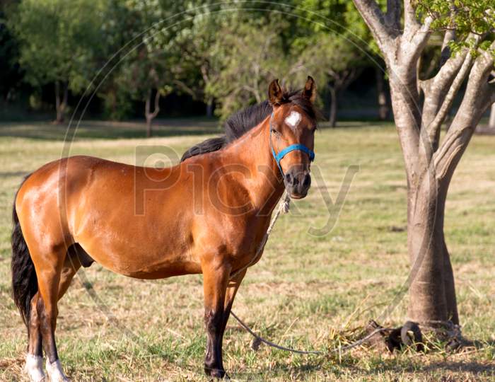 Domestic Horses In The Argentine Countryside