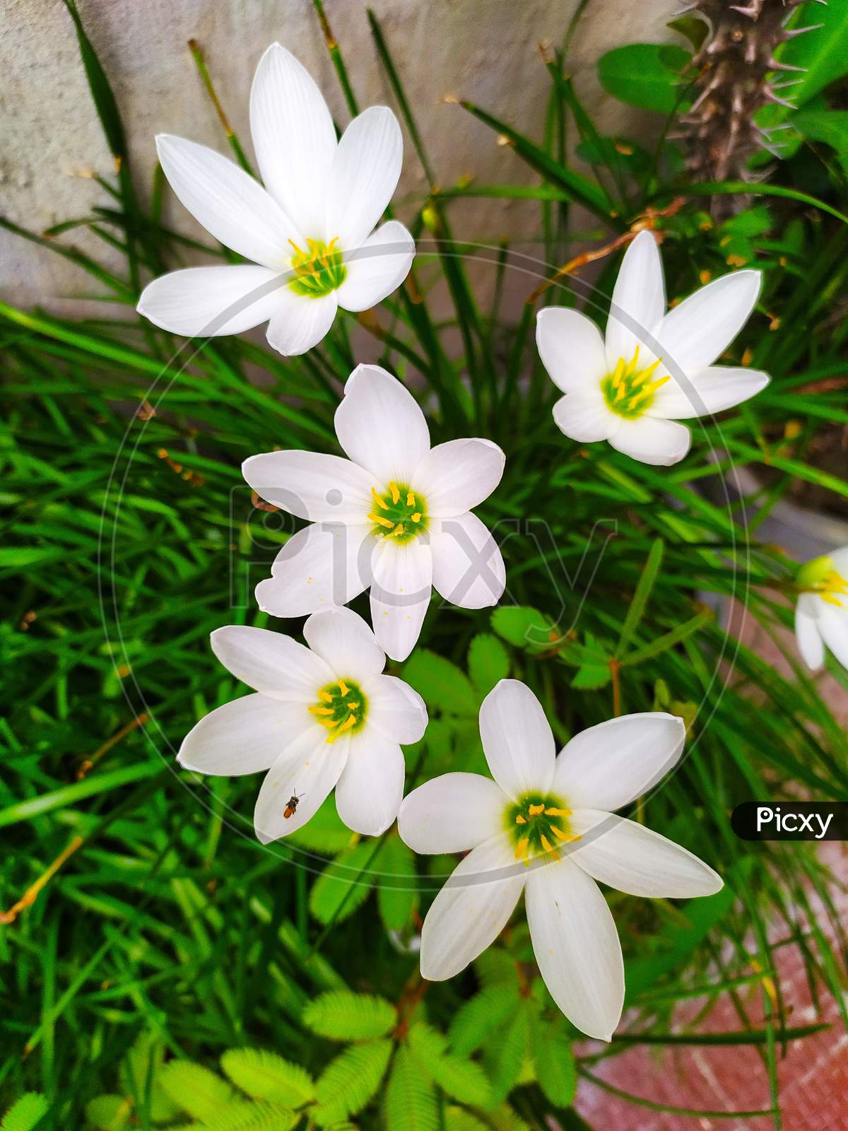 topview of Autumn zephyrlily flowers. scientific name is Zephyranthes candida. other commons names are rain lily, white windflower and Peruvian swamp lily.