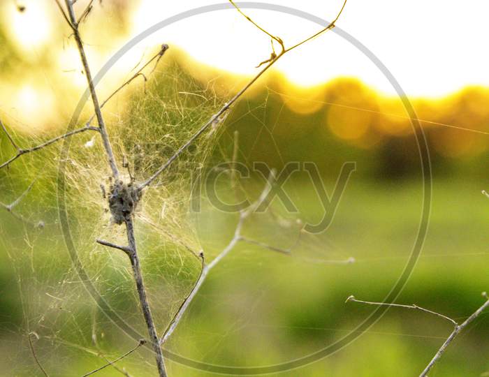 Spider'S Webs