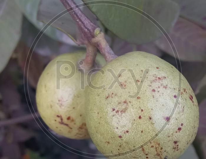 Guava fruit hanging on a tree in the garden.