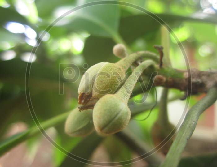 closeup view of sapota buds on tree