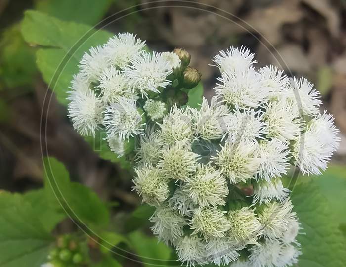 image-of-cyanthillium-cinereum-flowers-also-known-as-little-ironweed