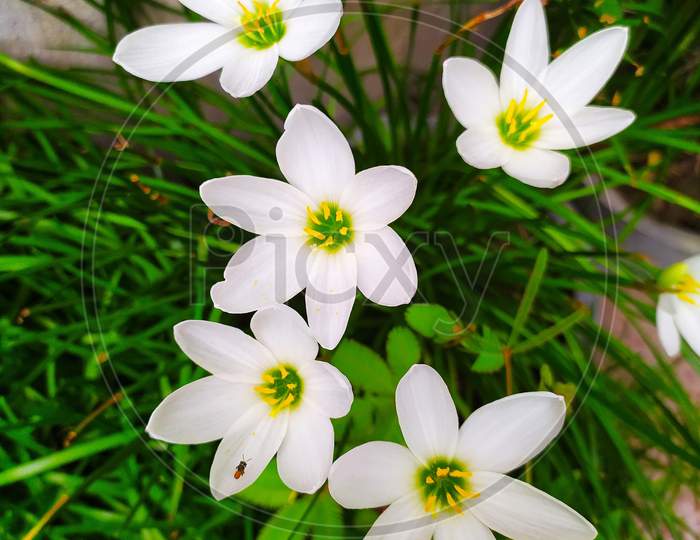 topview of Autumn zephyrlily flowers. scientific name is Zephyranthes candida. other commons names are rain lily, white windflower and Peruvian swamp lily.