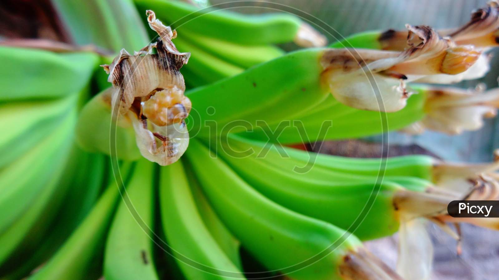 Green banana fruit plant photography