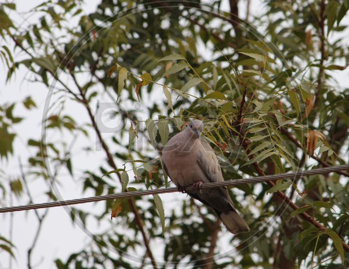 a dove perched on a cable with a neem tree in the background