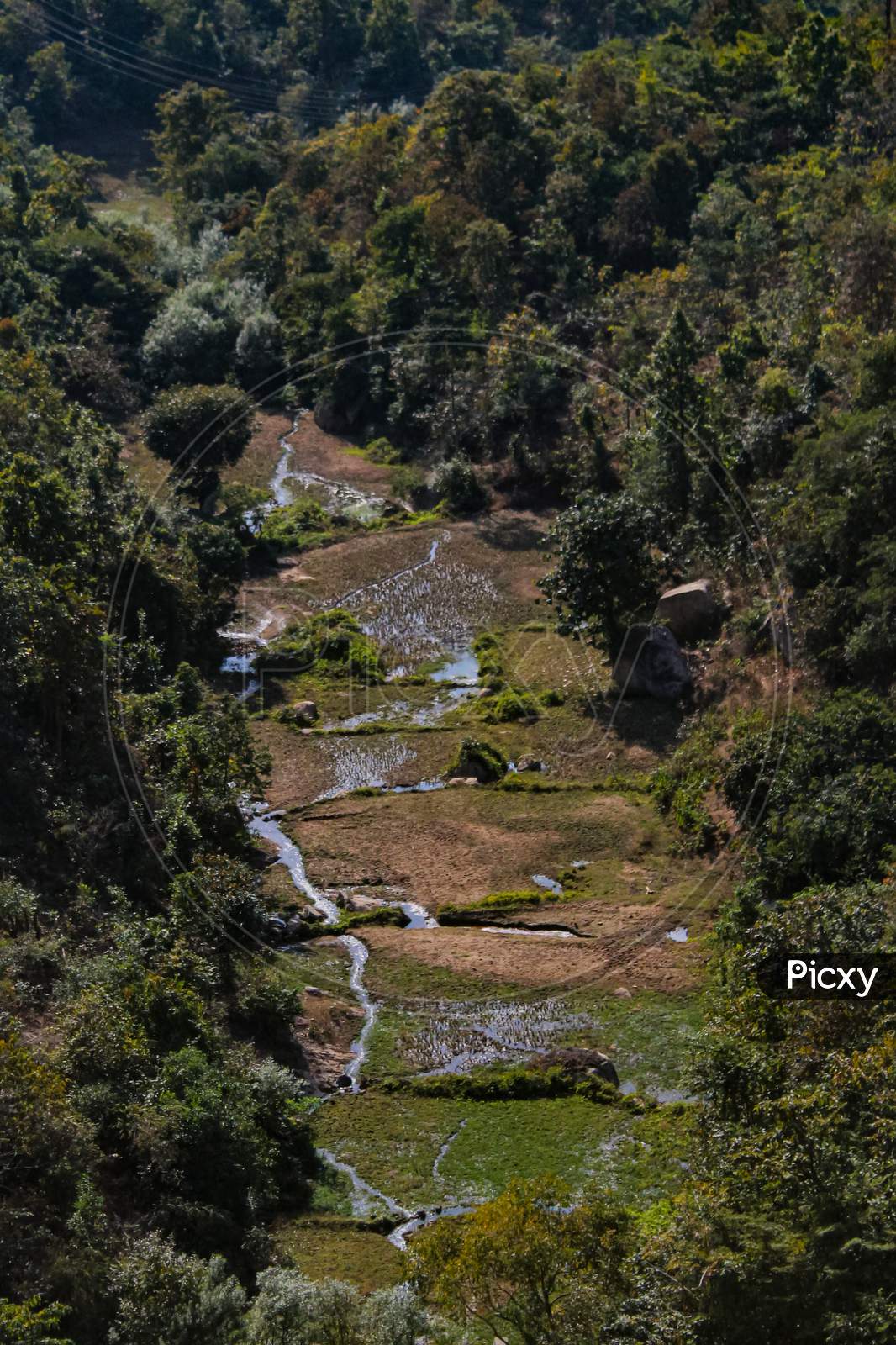Rice Cultivation In Valley