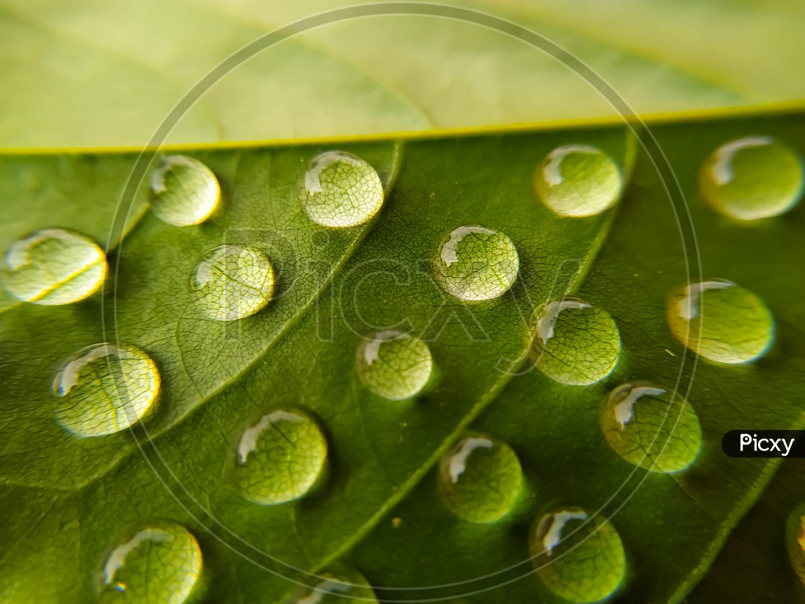 Green leaves covered with water drops after the rain, texture, background, close-up