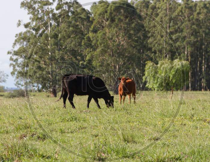 Cows Grazing In The Green Argentine Countryside