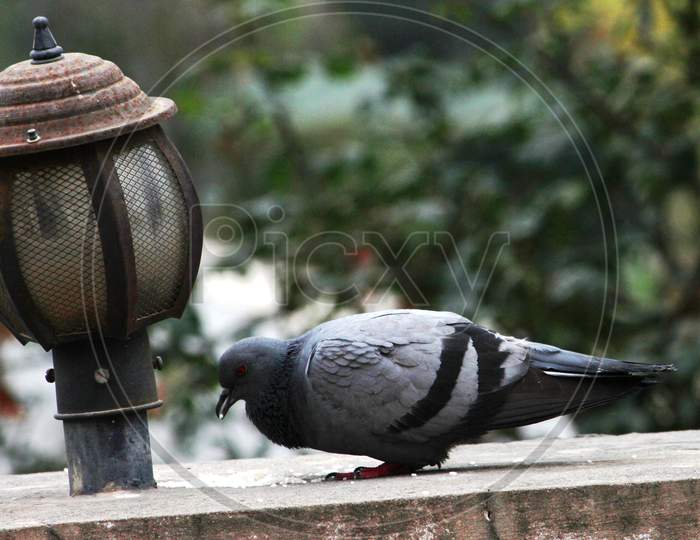 a pigeon sitting by a lamp post