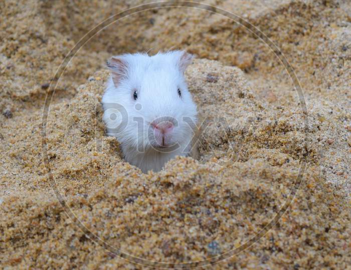 A cute white guinea pig hiding in sand