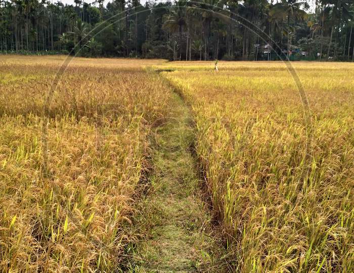 Natural Rice Field In Kerala