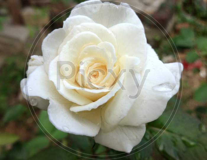 White rose flower Closeup shot