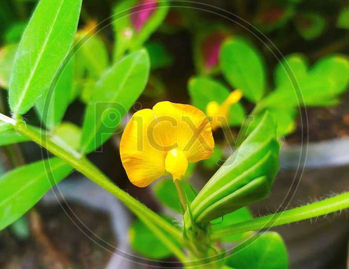 Arachis pintoi or Pinto Peanut. Pinto peanut is a perennial tropical legume useful for pasture, ground cover and ornament.