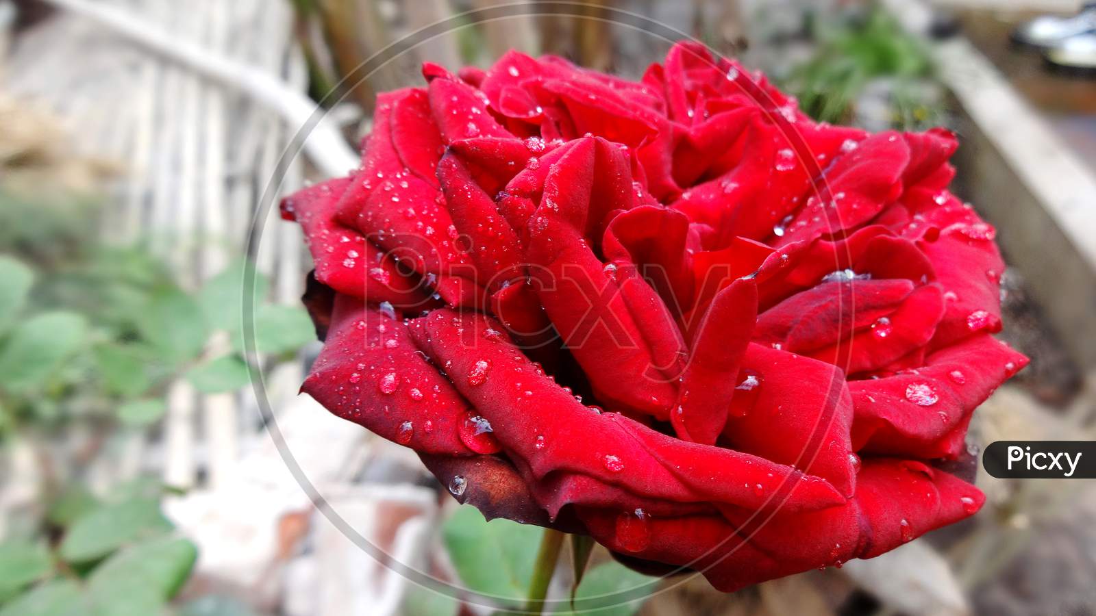 Beautiful deep red Rose flower with water drop Close-up Photography