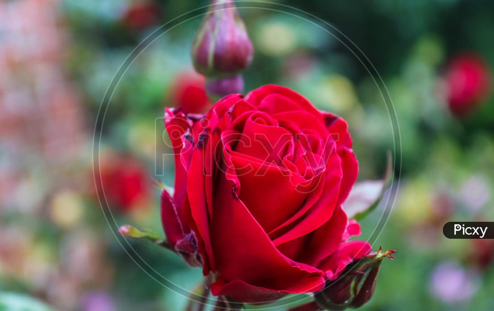 Top View Of Yellow And Orange Rose Flower In A Roses Garden With A Soft Focus Background