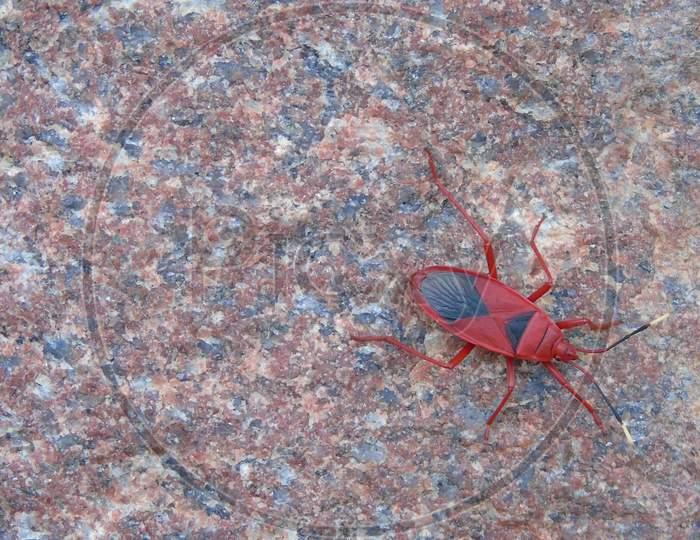red insect on fencing stone