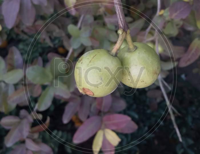 guava fruit hanging on tree in agriculture farm of India in harvesting season