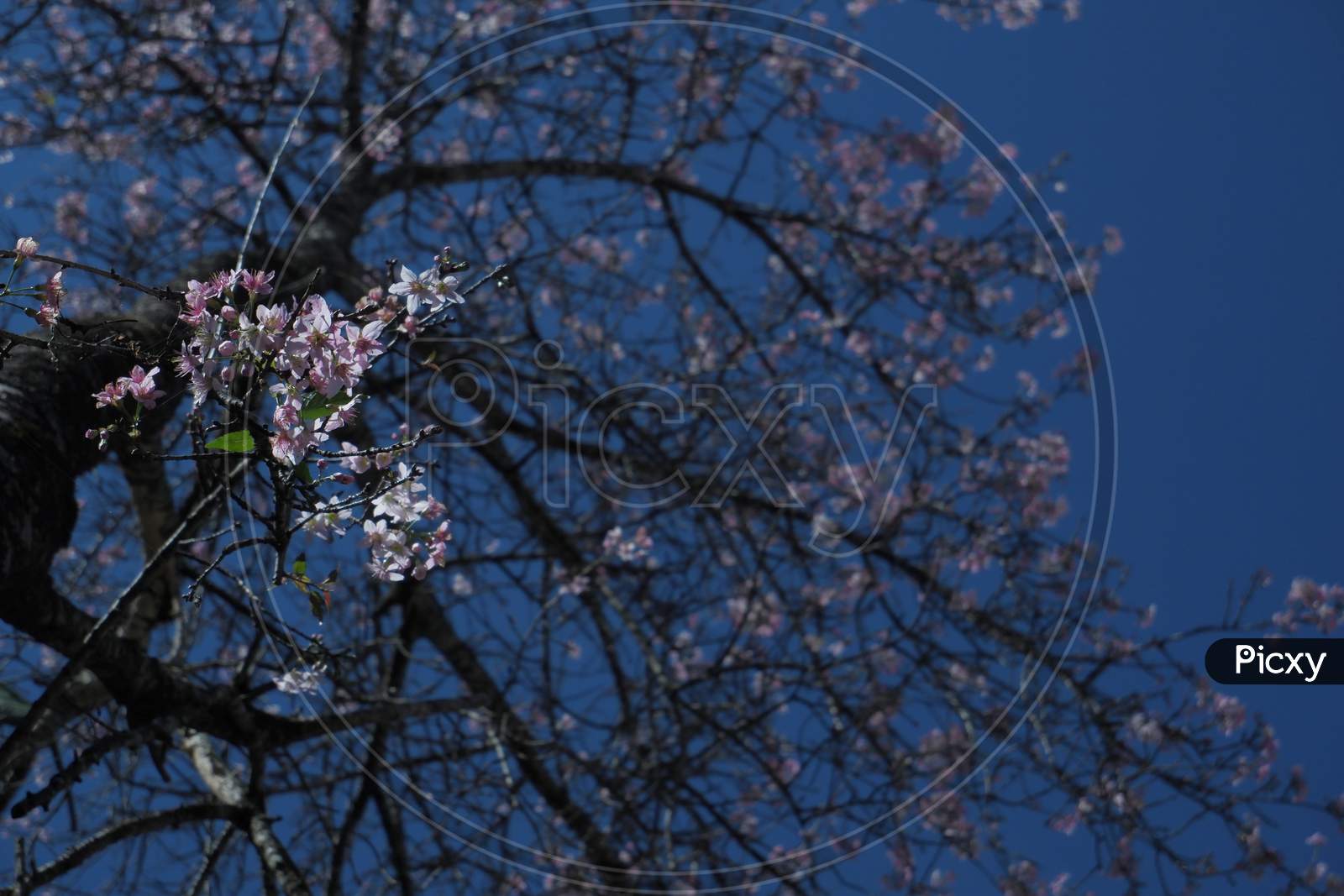 III. Cherry Blossom Tree