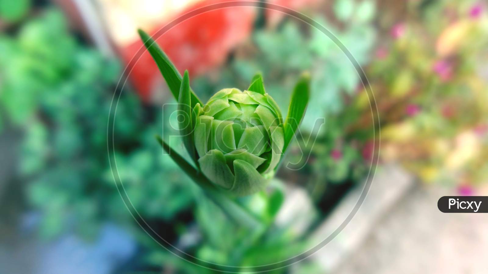 Beautiful closeup green Flower Bud macro photography