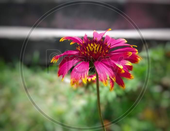Closeup Beautiful View of Common zinnia Flower with blurred background