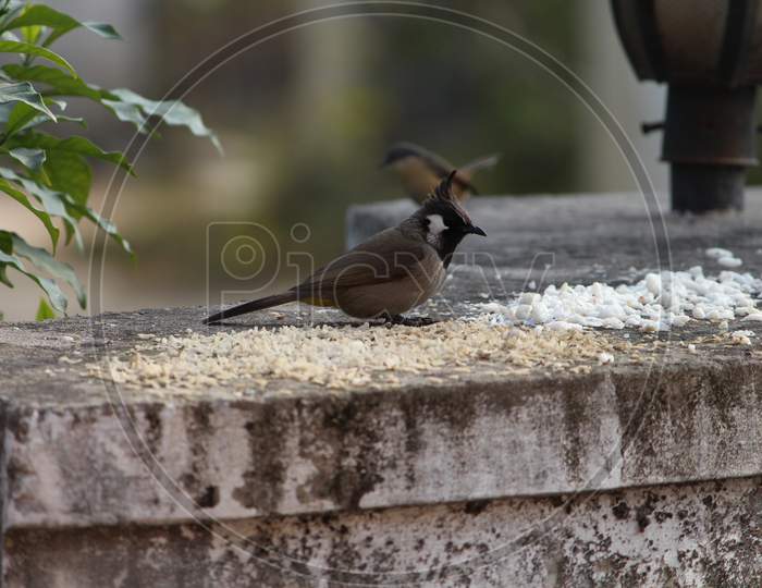 close up of red whiskered bulbul perched on a boundary wall