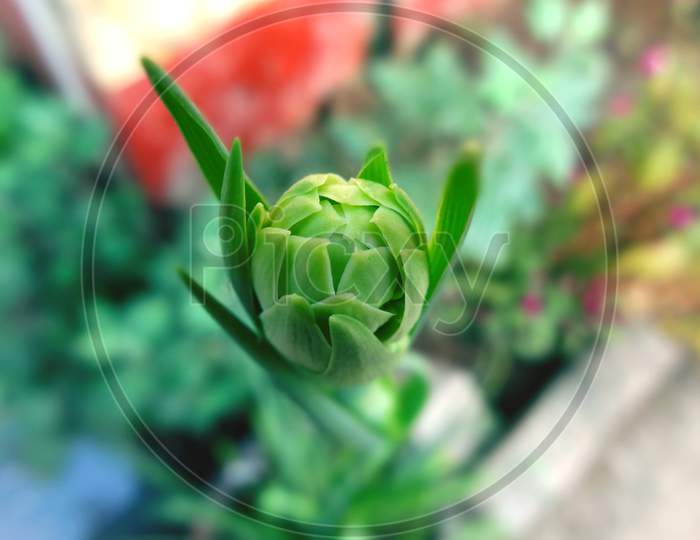 Beautiful closeup green Flower Bud macro photography