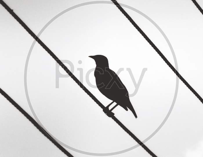 Crow bird stand on the electric wire